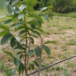 Si Duhet të Mbjellet Fidani i Arrës