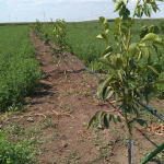 Plehërimi për kulturën e Arrës