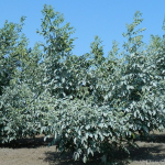 Lufta kundër sëmundjeve dhe dëmeve të shakatuara tek arra