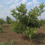 Plani Njëvjeçar për Mbikqyrjen e një Plantacioni me Arra