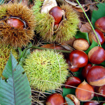 Llojet e Gështenjave