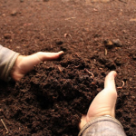 Ujitja, Plehërimi dhe Krasitja