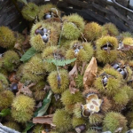 Vjelja dhe Deponimi i Gështenjës