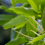 Luftimi me Sëmundjet dhe Dëmtuesit