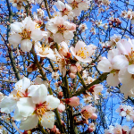 Almond Reproduction and Rootstocks