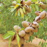 Morphological and Biological Properties of Almond