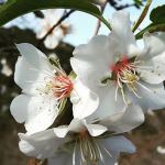 Ecological Requirements of Almond
