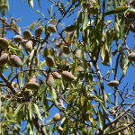 Almond Harvest