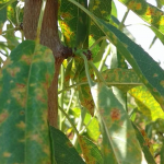 Almond Disease and Pest Control