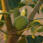 Types of Walnut