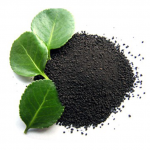 Using Leonardite in Walnut Saplings Planting