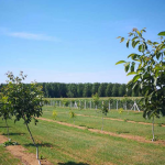 When will the walnut saplings are planted