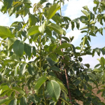 Walnut Production, Consumption and Trade in the Word and Turkey