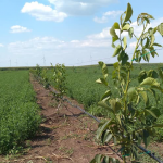 Is Walnut Growing Profitable?