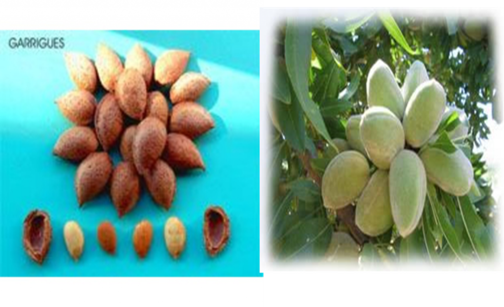 Types of Almonds Misbell