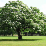 Ecological Conditions of Chesnut