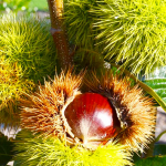 History of Chestnut