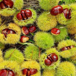 Morphological characteristics of Chestnut