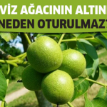 Ceviz Ağacının Gölgesinde ve dibinde neden oturulmaz?