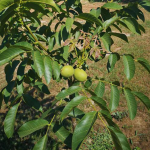 Ceviz Yetiştiriciliğinin Faydaları